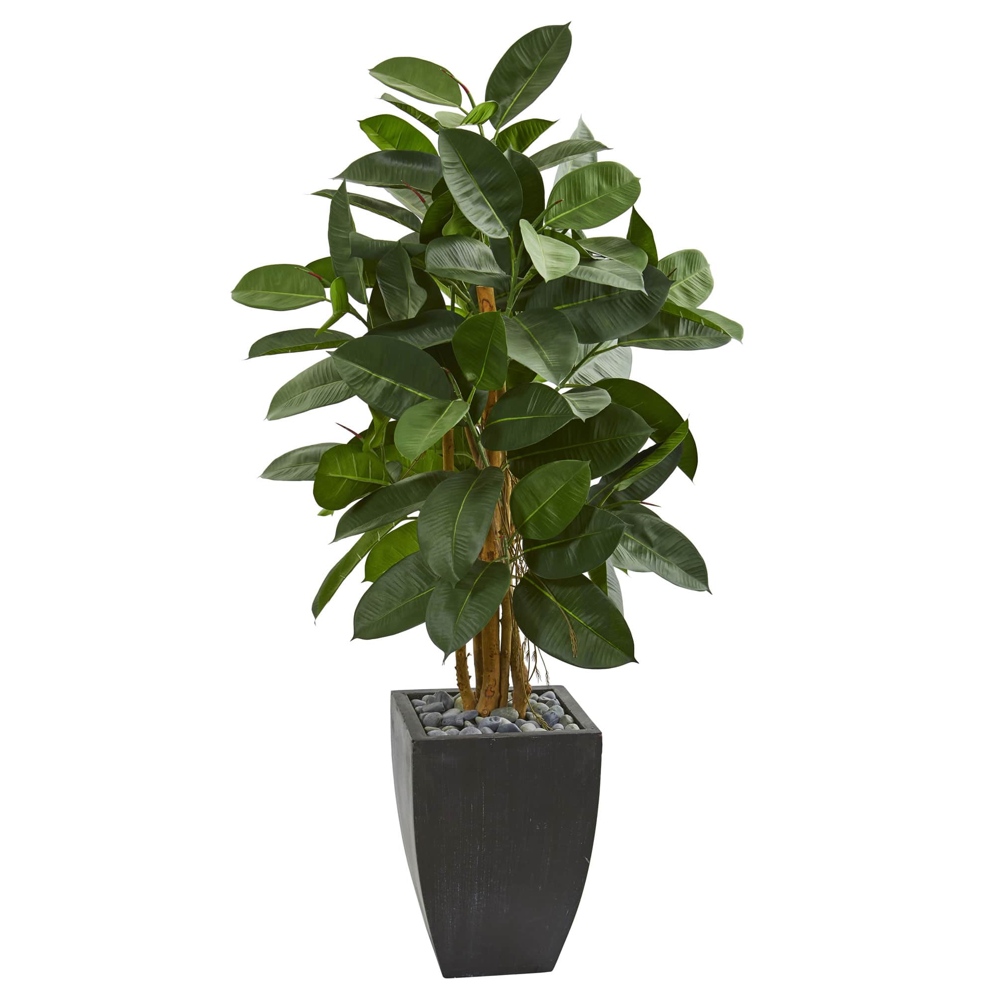 4.5ft. Rubber Tree in Black Planter